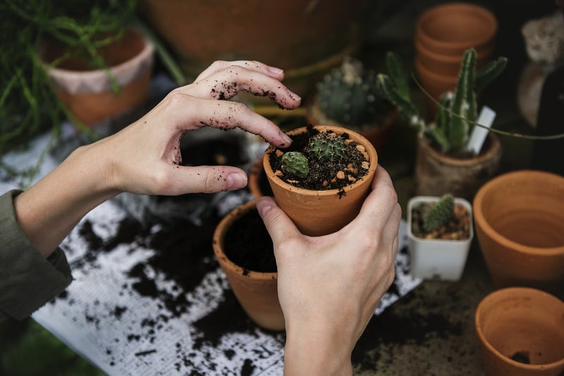 Colander Planters